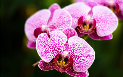 Phalaenopsis Flower seeds for Planting Low Maintenance Heirloom & GMO Free Seeds for Home Garden