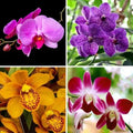 Mixed Doritaenopsis Orchid Flower seeds for Planting Drought Tolerant, Heirloom & GMO Free Seeds for Home Garden seeds for planting