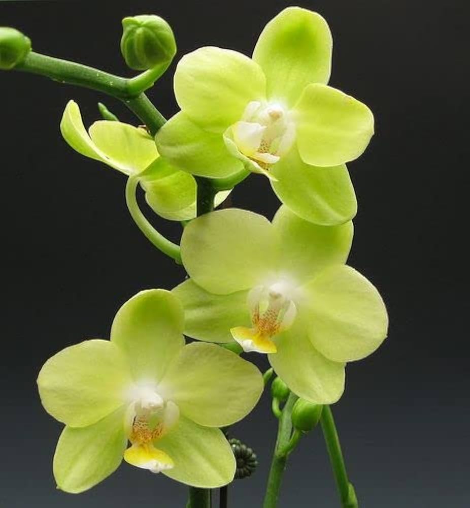 Light Green Orchid Growing Indoors