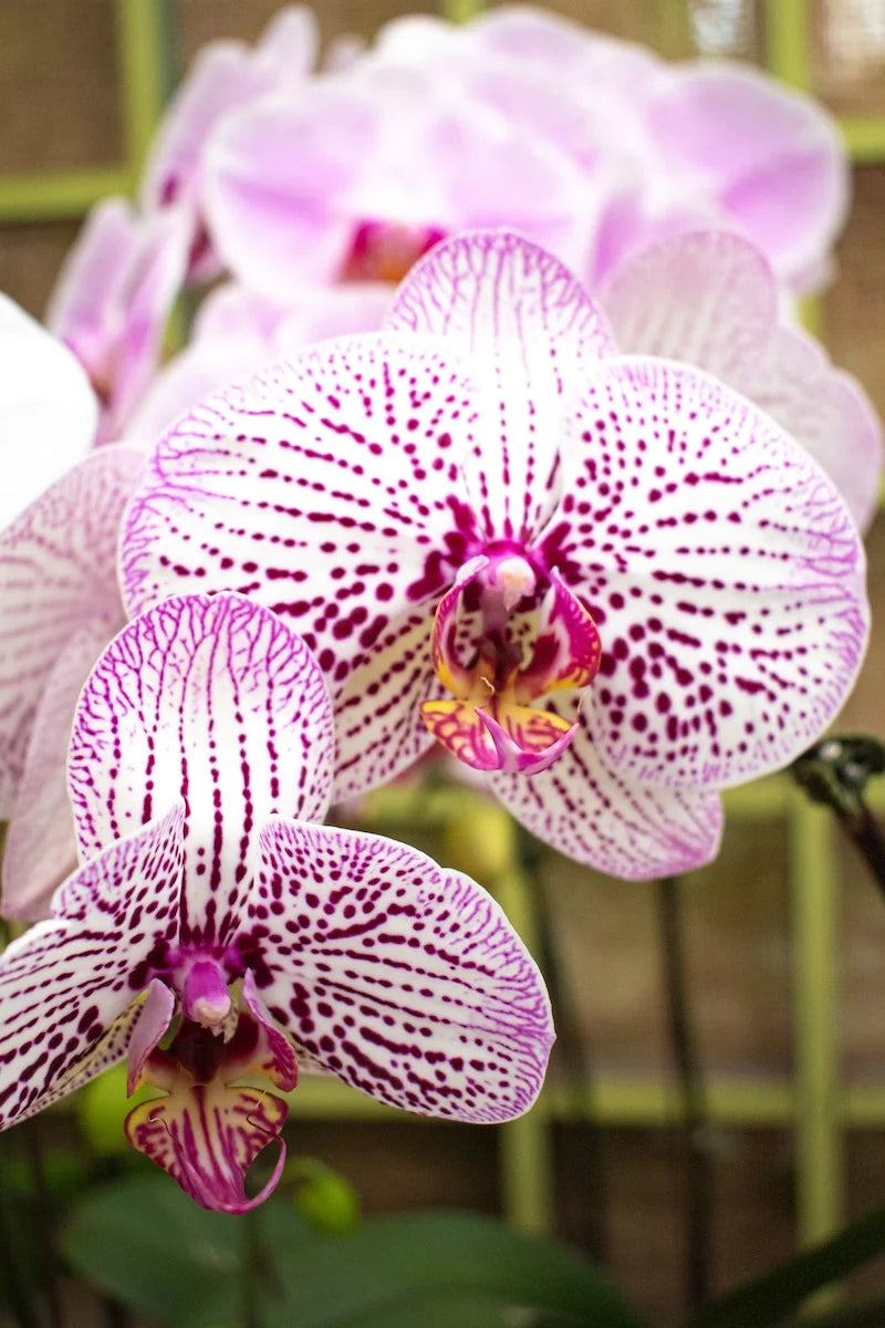 Pink White Phalaenopsis Orchid Flower seeds for Planting Cottage Garden Essential, Heirloom & GMO Free Seeds for Home Garden vegetable and garden seeds