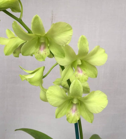 Close-up of Light Green Orchid Seeds