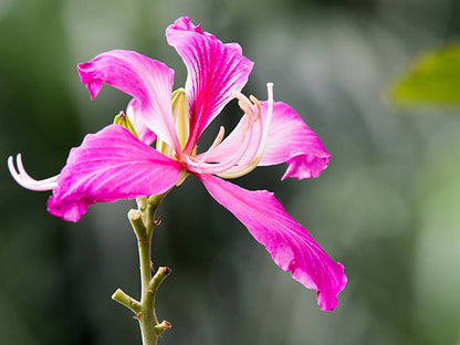 Flowering Bauhinia Orchid Tree with Pink Blossoms