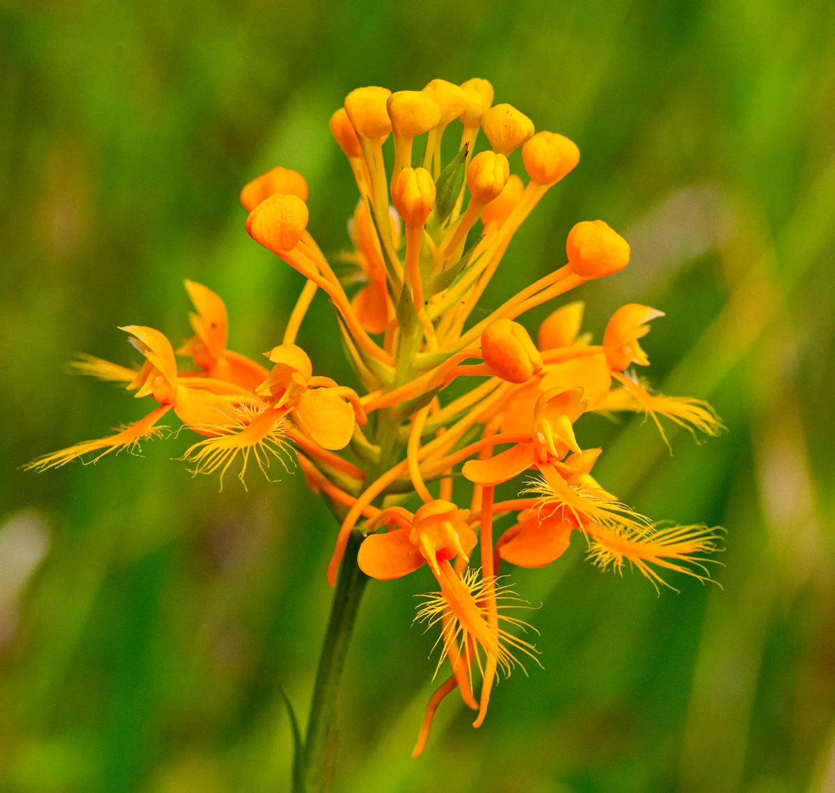 Heirloom Butterfly Orchid Flower seeds for Planting Low Maintenance Heirloom & GMO Free Seeds for Home Garden