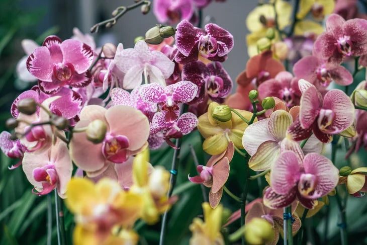 Mixed Doritaenopsis Orchid Flower seeds for Planting Drought Tolerant, Heirloom & GMO Free Seeds for Home Garden vegetable and garden seeds