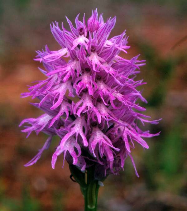 Naked Man Orchid Flower seeds for Planting Colorful Display, Heirloom & GMO Free Seeds for Home Garden vegetable and garden seeds