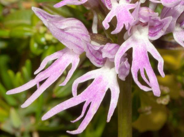 Premium Naked Man Orchid Flower seeds for Planting Colorful Display, Heirloom & GMO Free Seeds for Home Garden seeds