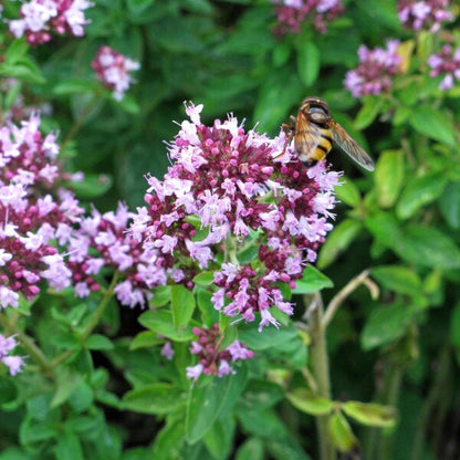 Aromatic Green Leaves of Oregano Origanum Vulgare