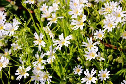 Packet of organic Chickweed seeds for planting