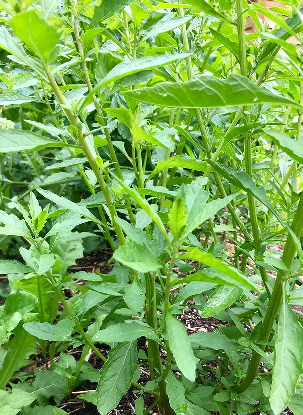 Bushy green Epazote foliage grown from organic seeds