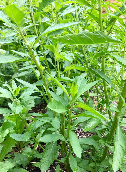 Bushy green Epazote foliage grown from organic seeds