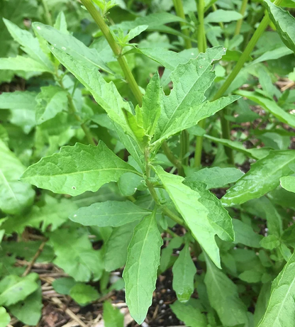 Organic Epazote seeds Dysphania ambrosioides tall green foliage