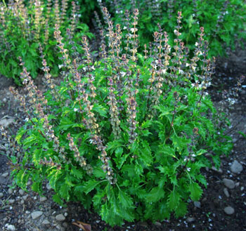 Organic Mrihani Basil flowers attracting pollinators