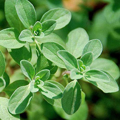 Origanum majorana growing in containers with soft leaves