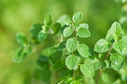 Origanum vulgare hirtum oregano grown in containers