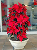 Poinsettia Flower seeds for Planting Long Bloom Season, Heirloom & GMO Free Seeds for Home Garden seeds for planting