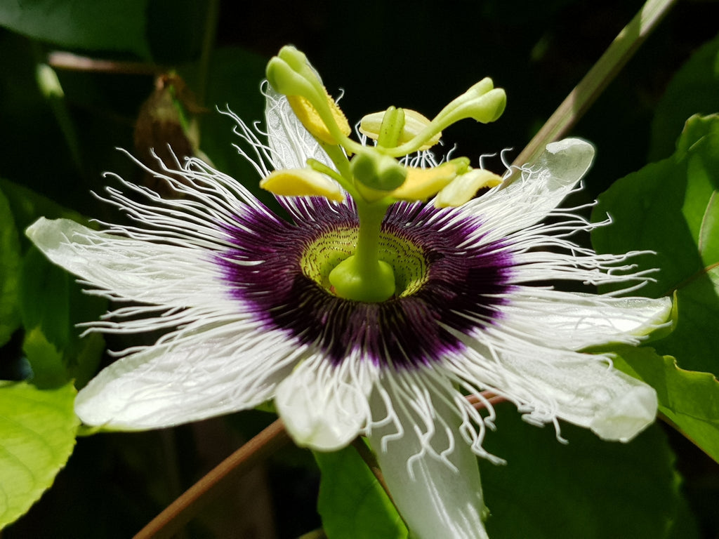 High quality Colinvauxii Passion Flower seeds for Planting Colorful Display, Heirloom & GMO Free Seeds for Home Garden seeds pack