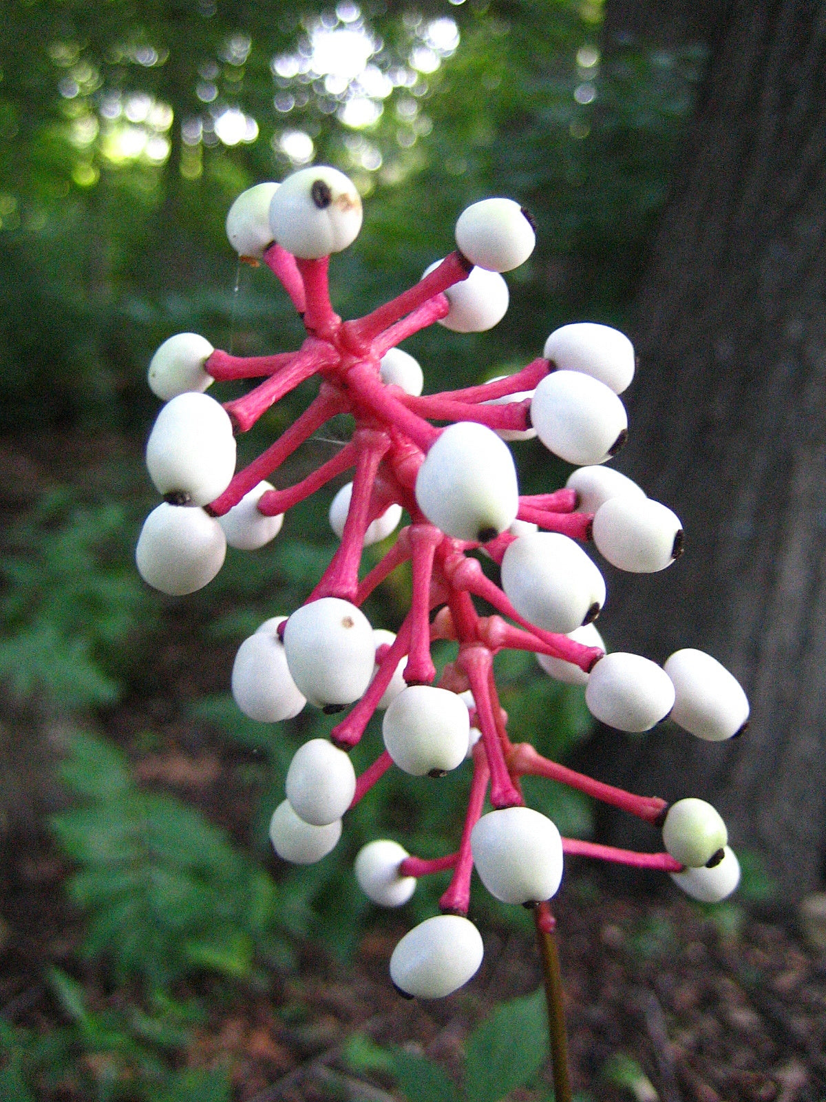 Actaea Pachypoda Flower seeds for Planting Low Maintenance Heirloom & GMO Free Seeds for Home Garden