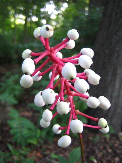 Actaea Pachypoda Flower seeds for Planting Low Maintenance Heirloom & GMO Free Seeds for Home Garden
