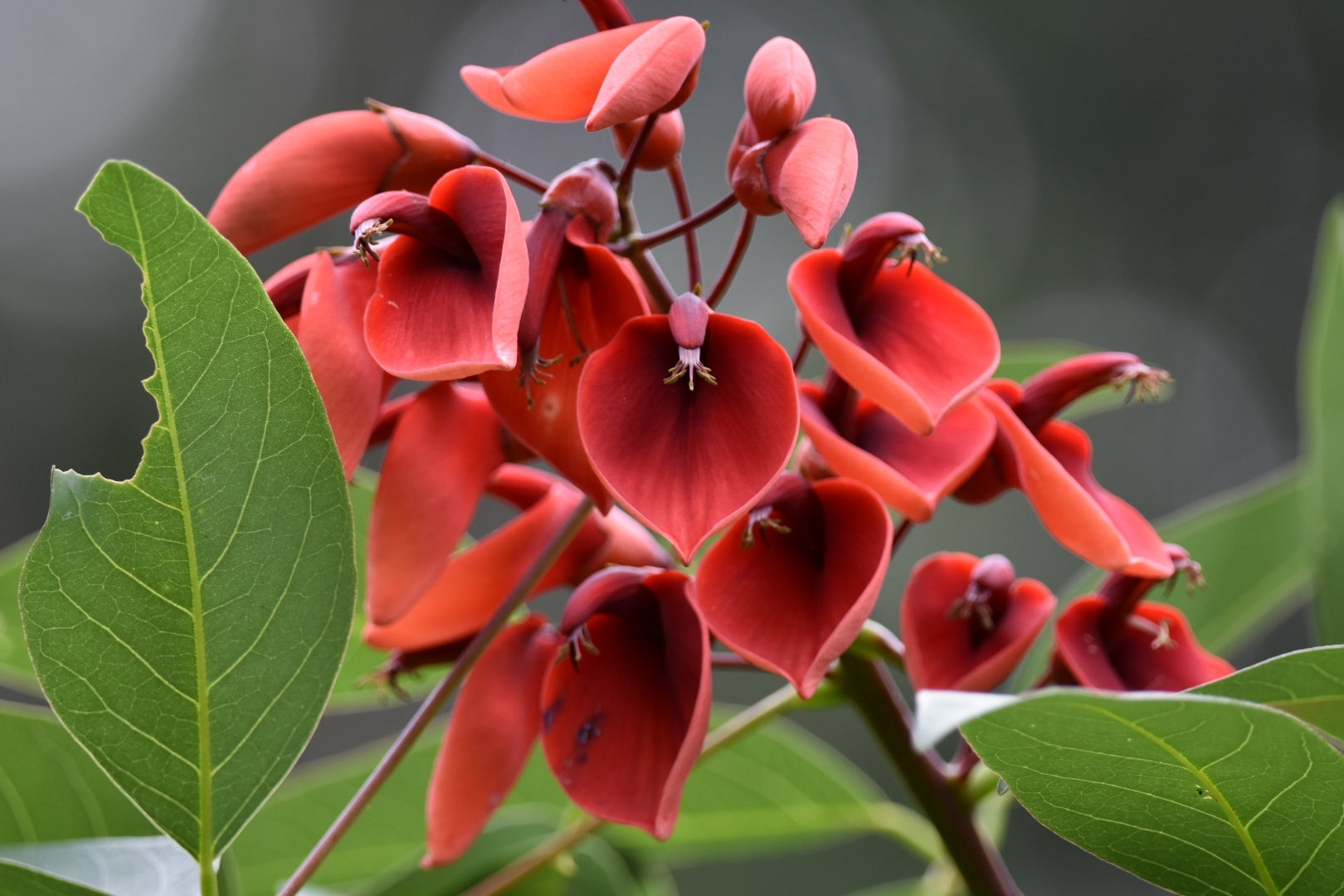 Premium Erythrina Crista Galli Flower Seeds in Orange Flower seeds for Planting Easy to Grow, Heirloom & GMO Free Seeds for Home Garden seeds