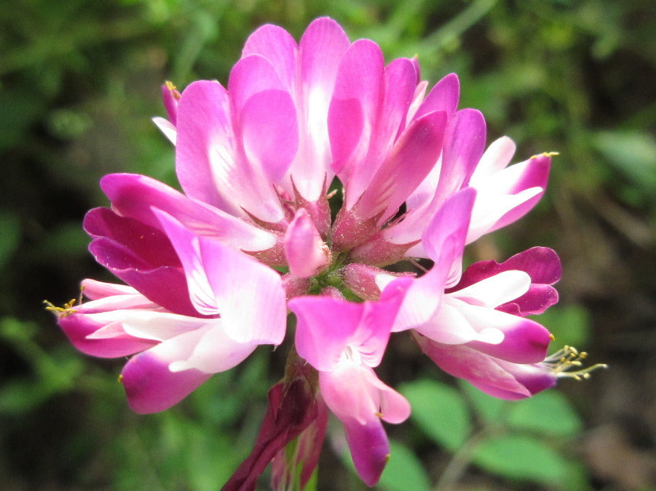 High quality Violet Milkvetch Sinicus Flower seeds for Planting Fragrant Blossoms, Heirloom & GMO Free Seeds for Home Garden seeds pack