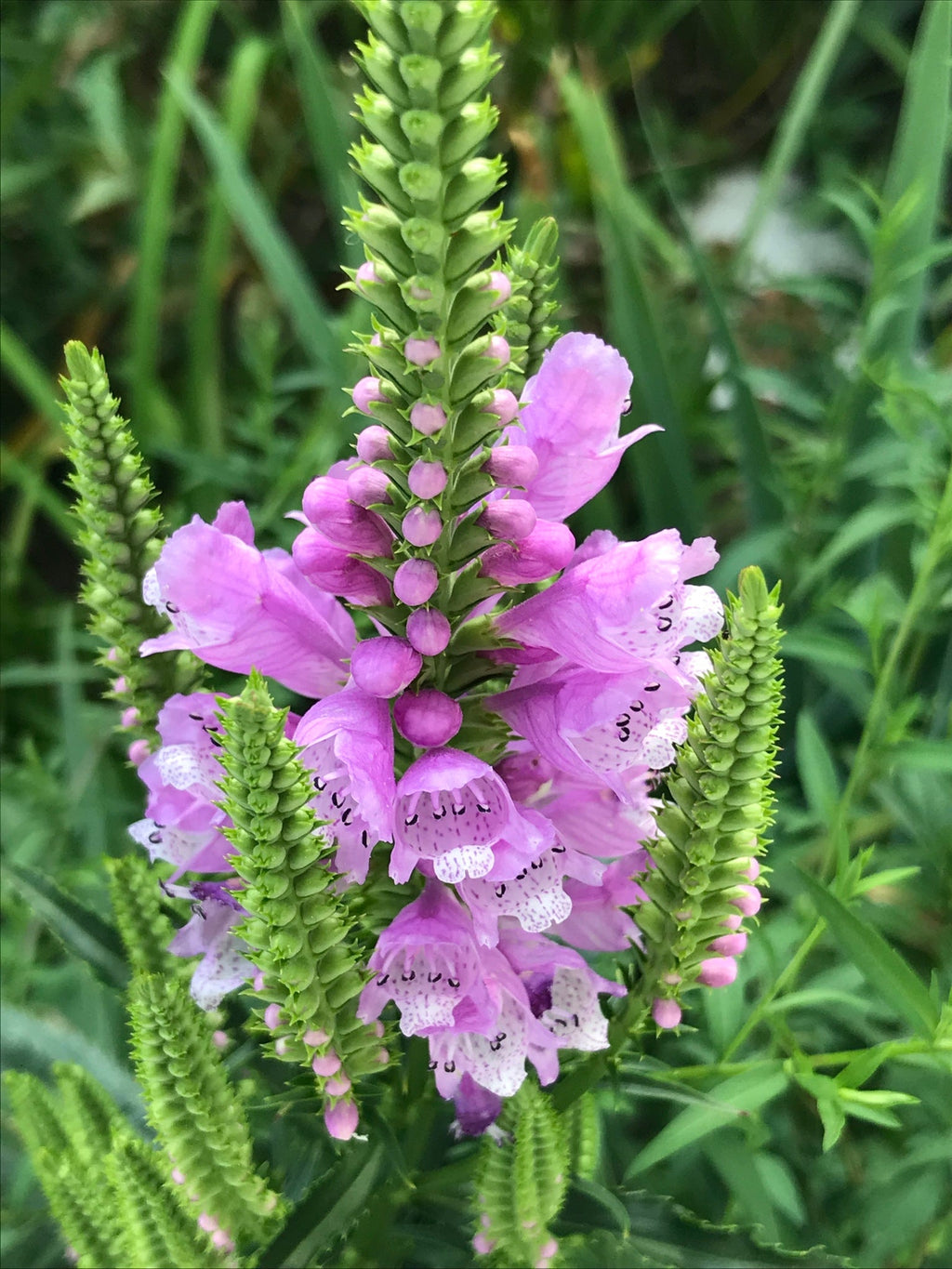 High quality Pink Physostegia Flower seeds for Planting Bright Blooms, Heirloom & GMO Free Seeds for Home Garden seeds pack