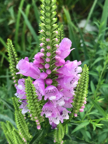 High quality Pink Physostegia Flower seeds for Planting Bright Blooms, Heirloom & GMO Free Seeds for Home Garden seeds pack