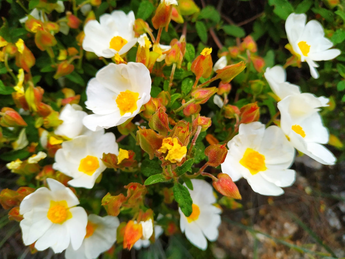 Salviifolius Flower seeds for Planting Sun Loving, Heirloom & GMO Free Seeds for Home Garden seeds for planting
