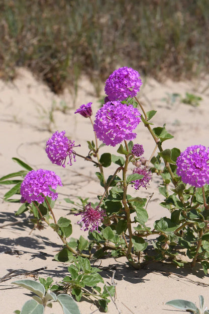 Verbena Chokecherry Flower seeds for Planting Seasonal Bloomer Heirloom & GMO Free Seeds for Home Garden