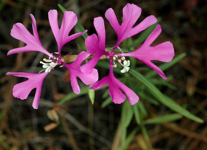 Heirloom Clarkia Flower seeds for Planting Vibrant Colors Heirloom & GMO Free Seeds for Home Garden