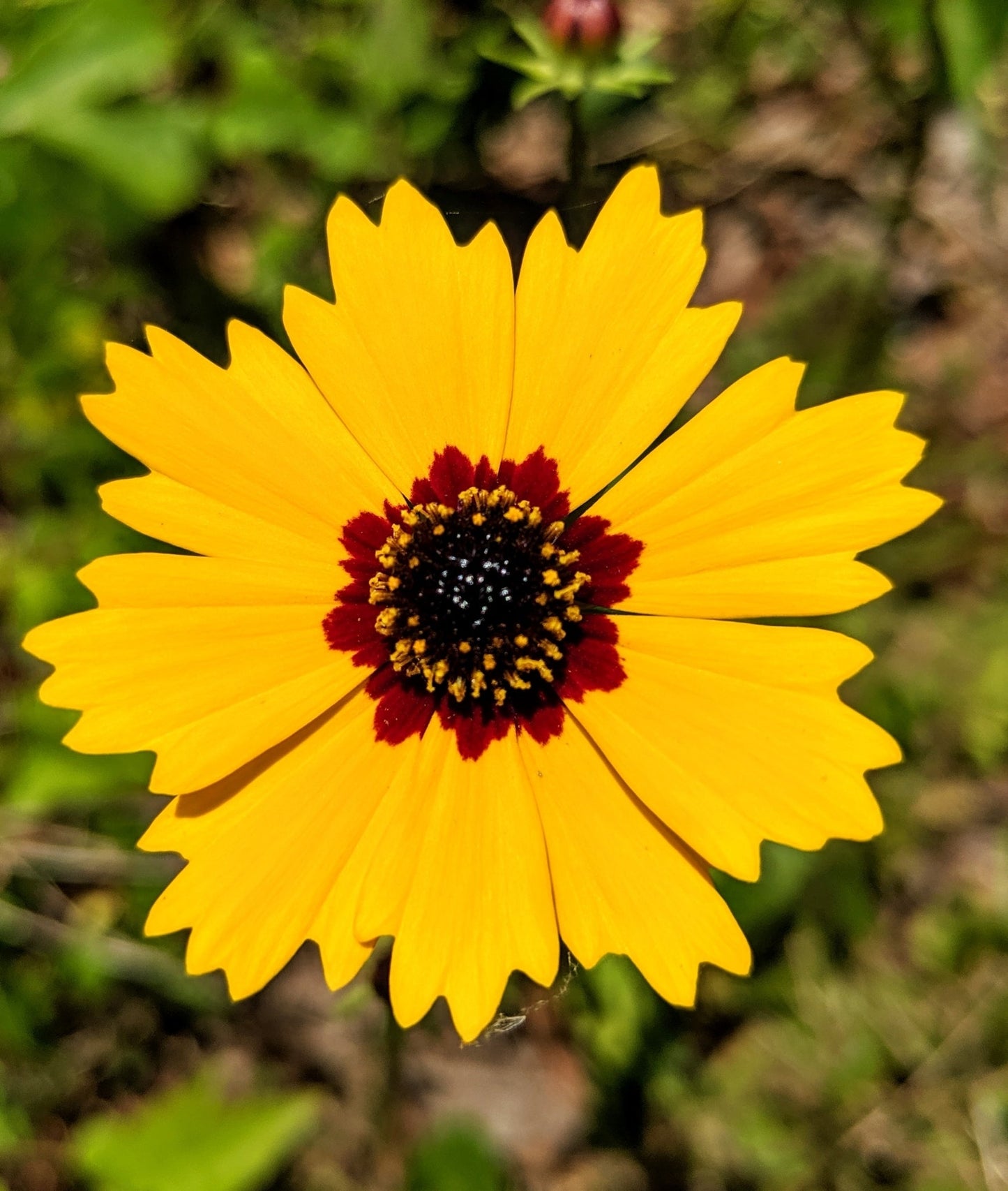 Coreopsis Basalis Flower seeds for Planting Sun Loving Heirloom & GMO Free Seeds for Home Garden