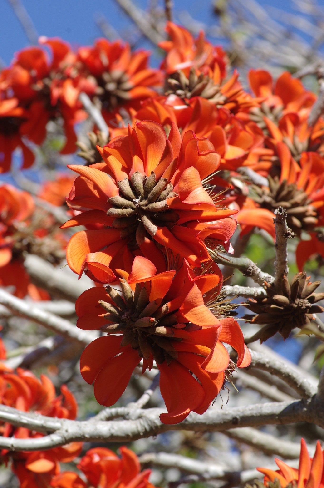 Yellow Erythrina Flower seeds for Planting Sun Loving, Heirloom & GMO Free Seeds for Home Garden vegetable and garden seeds