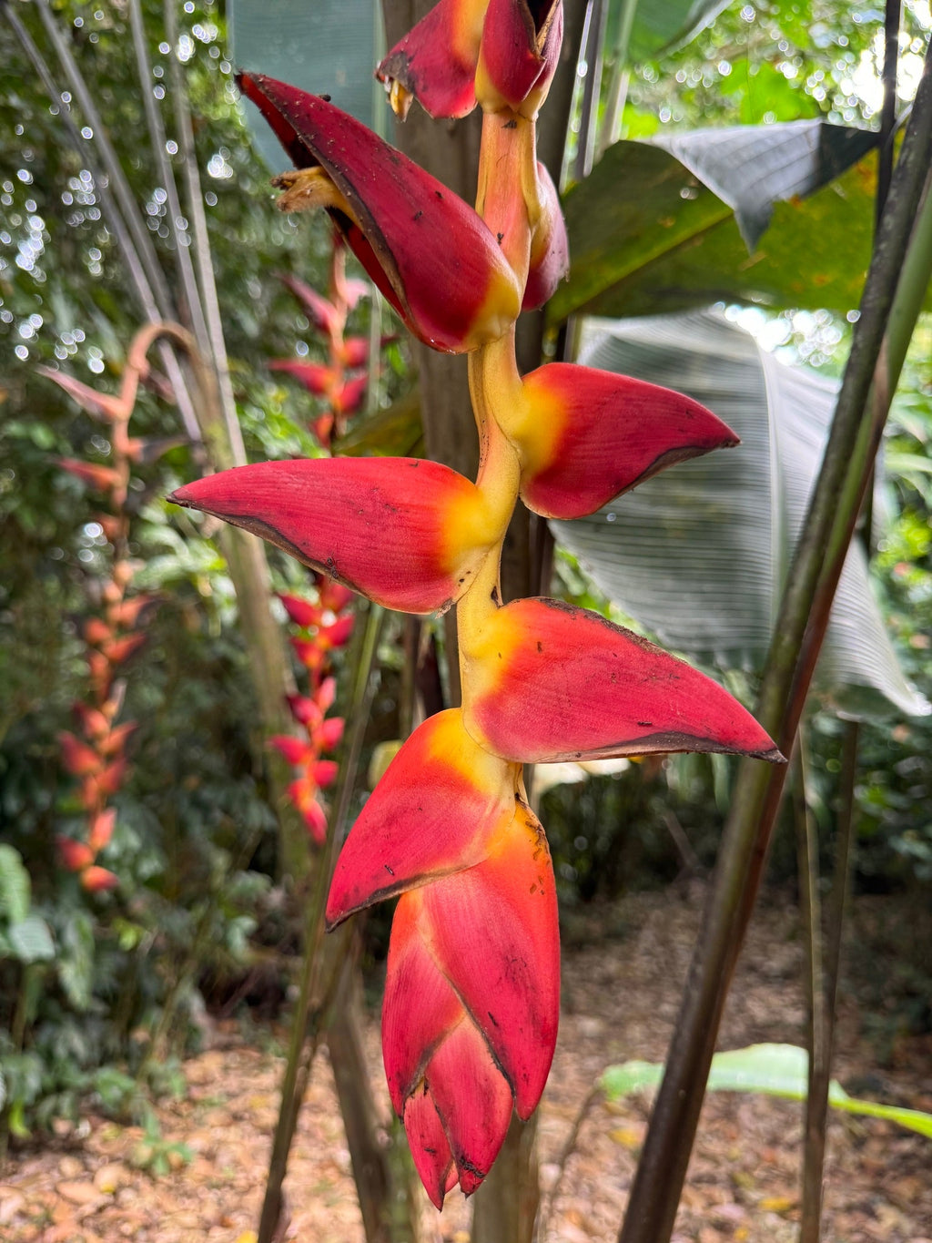 Premium Heliconia Pogonantha Flower seeds for Planting Bright Blooms, Heirloom & GMO Free Seeds for Home Garden seeds