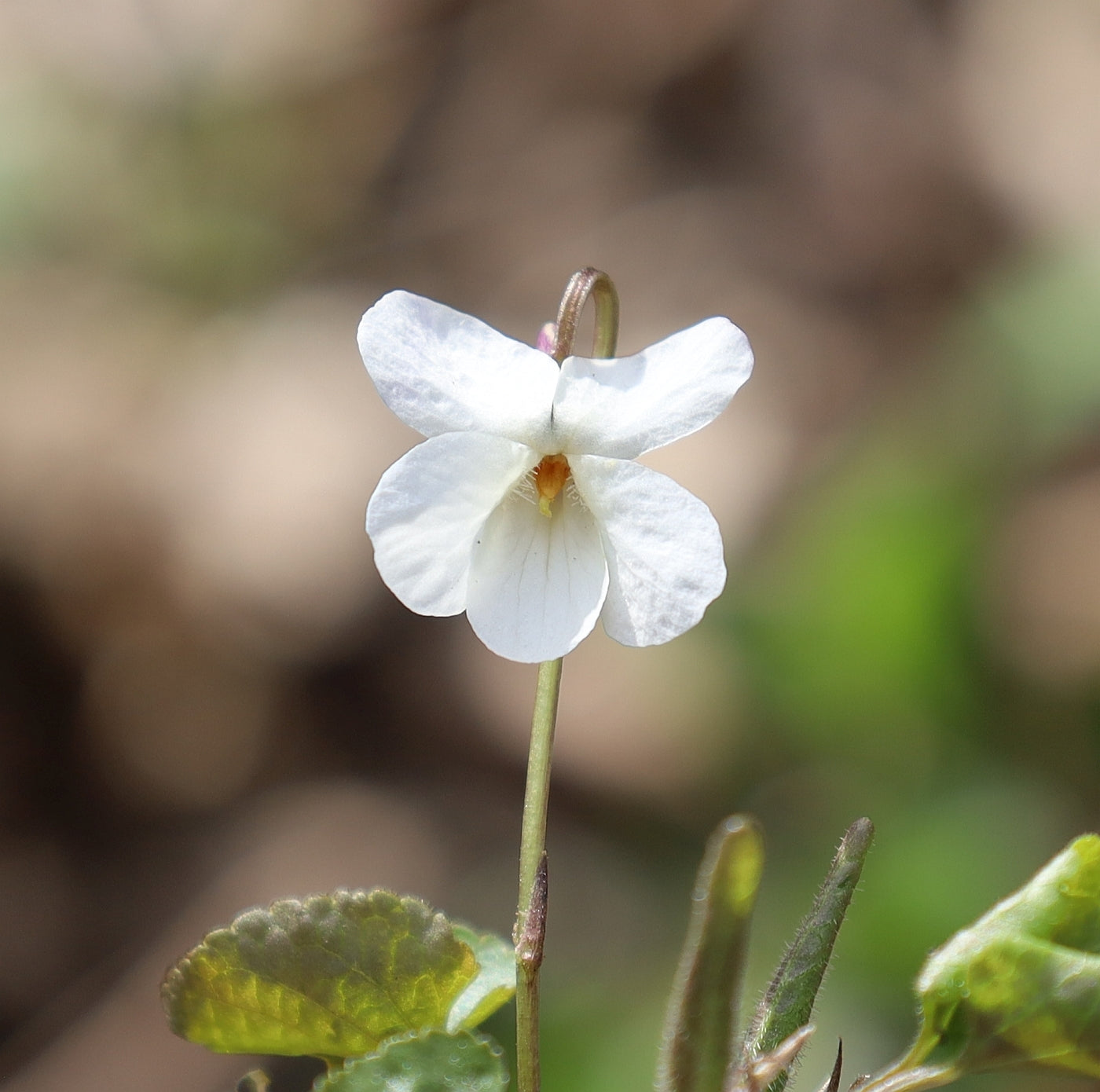 Viola Alba Flower seeds for Planting Wildflower Mix Heirloom & GMO Free Seeds for Home Garden