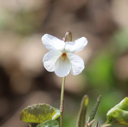 Viola Alba Flower seeds for Planting Wildflower Mix Heirloom & GMO Free Seeds for Home Garden