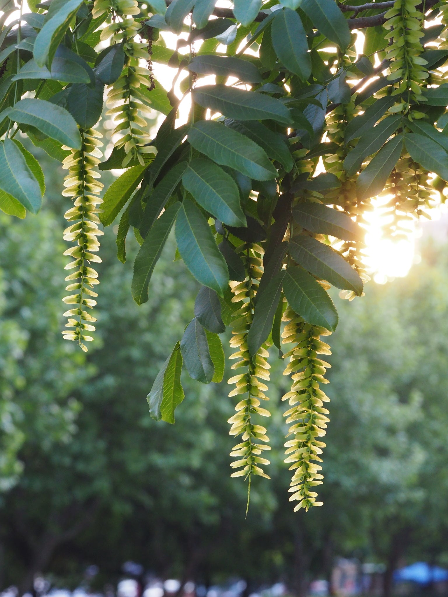 Pterocarya Stenoptera Flower seeds for Planting Bright Blooms, Heirloom & GMO Free Seeds for Home Garden seeds for home gardening