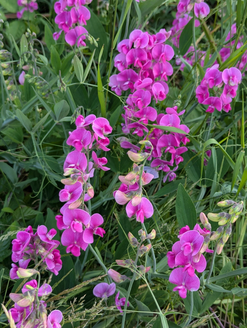 Everlasting Pea Flower seeds for Planting Garden Favorite, Heirloom & GMO Free Seeds for Home Garden vegetable and garden seeds