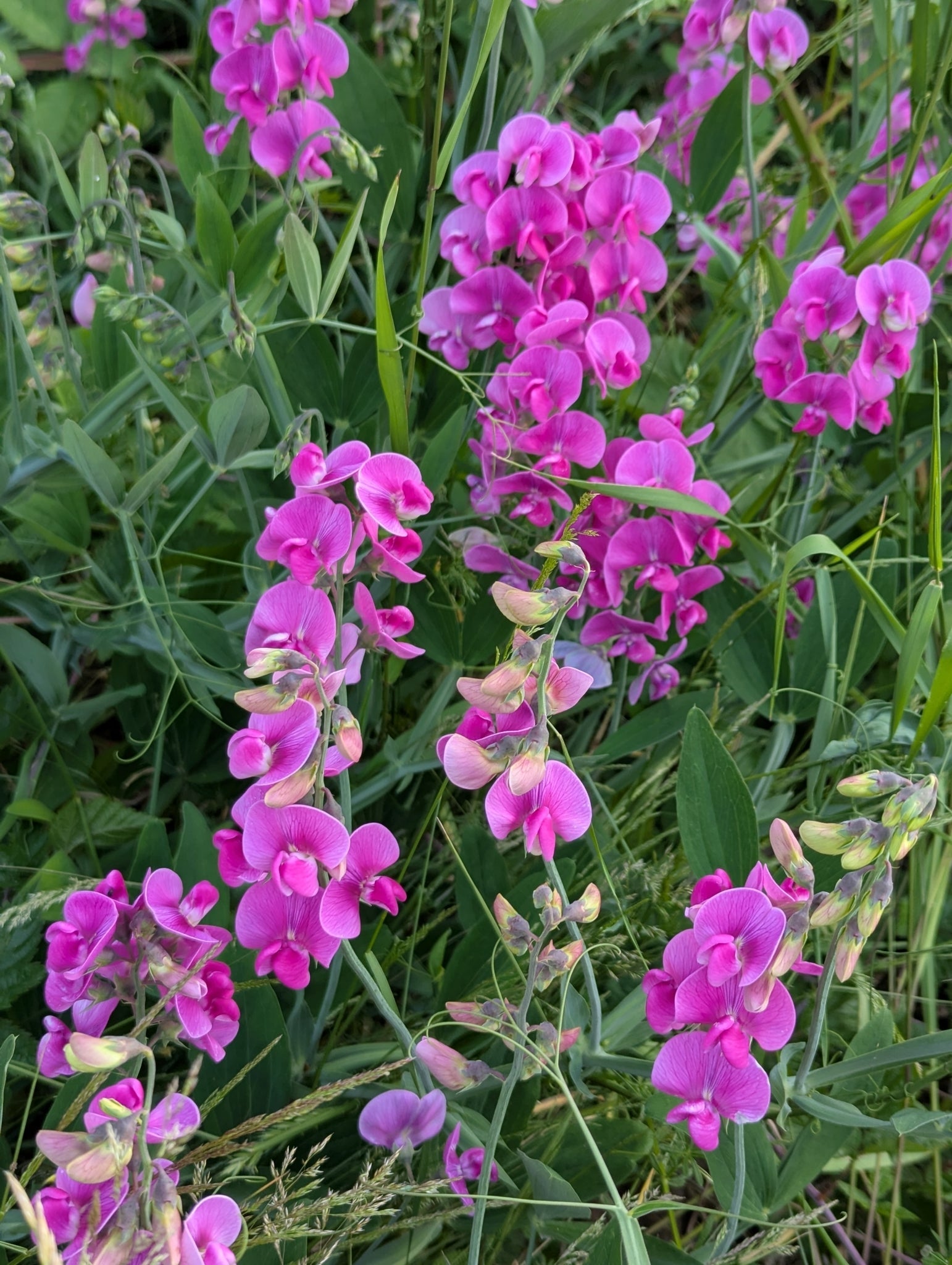 Everlasting Pea Flower seeds for Planting Garden Favorite, Heirloom & GMO Free Seeds for Home Garden vegetable and garden seeds