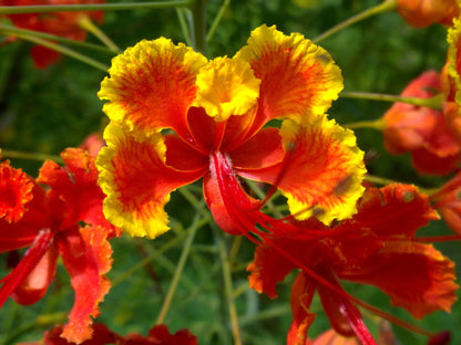 Caesalpinia Pulcherrima Flower seeds for Planting Drought Tolerant Heirloom & GMO Free Seeds for Home Garden