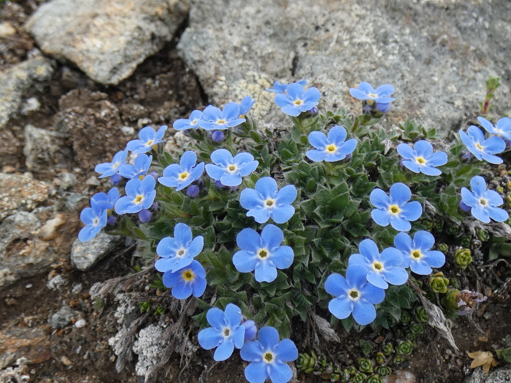 Alpine Flower seeds for Planting Cottage Garden Essential, Heirloom & GMO Free Seeds for Home Garden vegetable and garden seeds