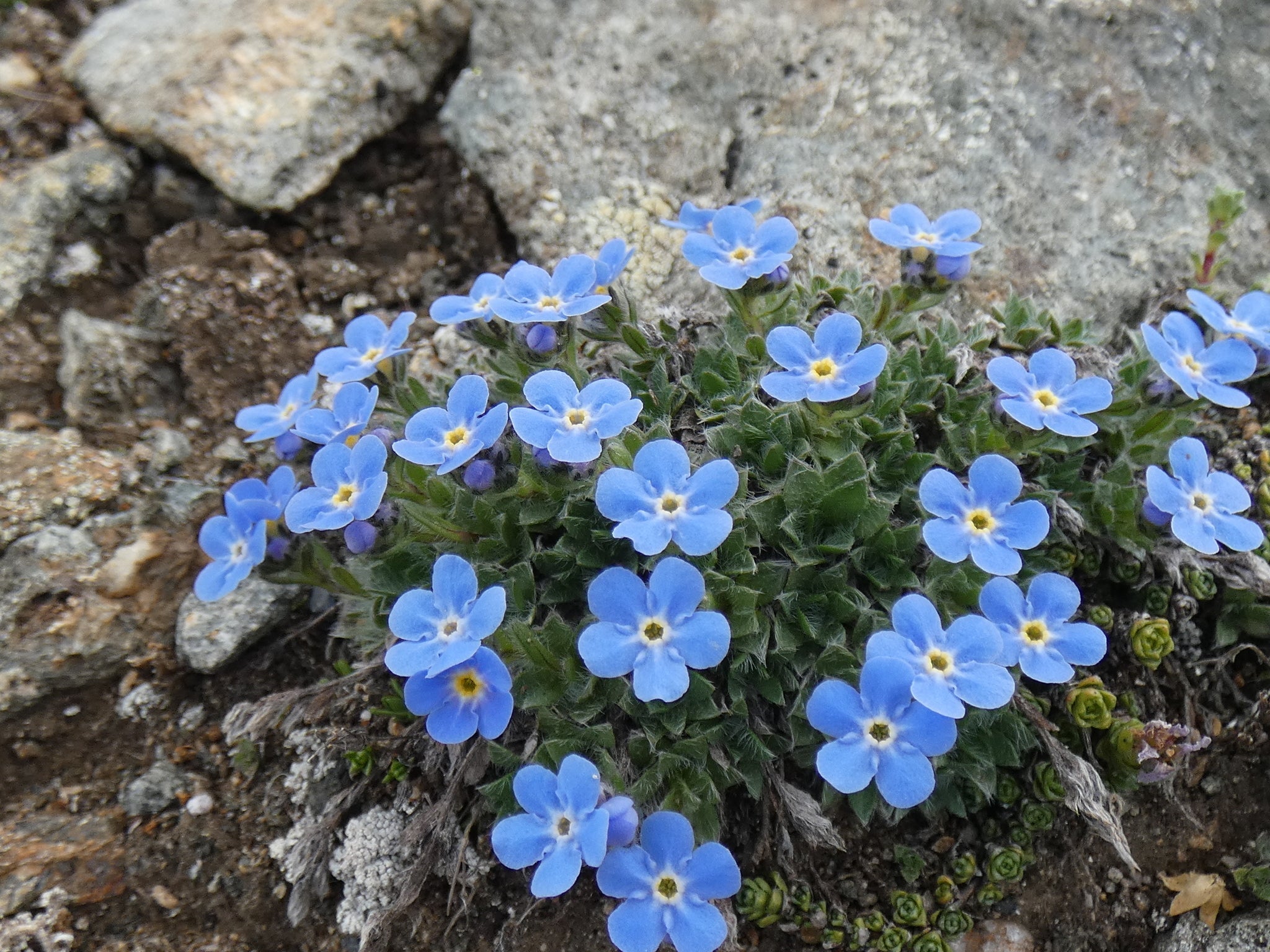 Alpine Flower seeds for Planting Cottage Garden Essential, Heirloom & GMO Free Seeds for Home Garden vegetable and garden seeds
