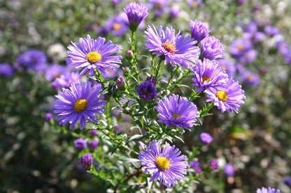Aromatic Aster Flower seeds for Planting Colorful Display Heirloom & GMO Free Seeds for Home Garden