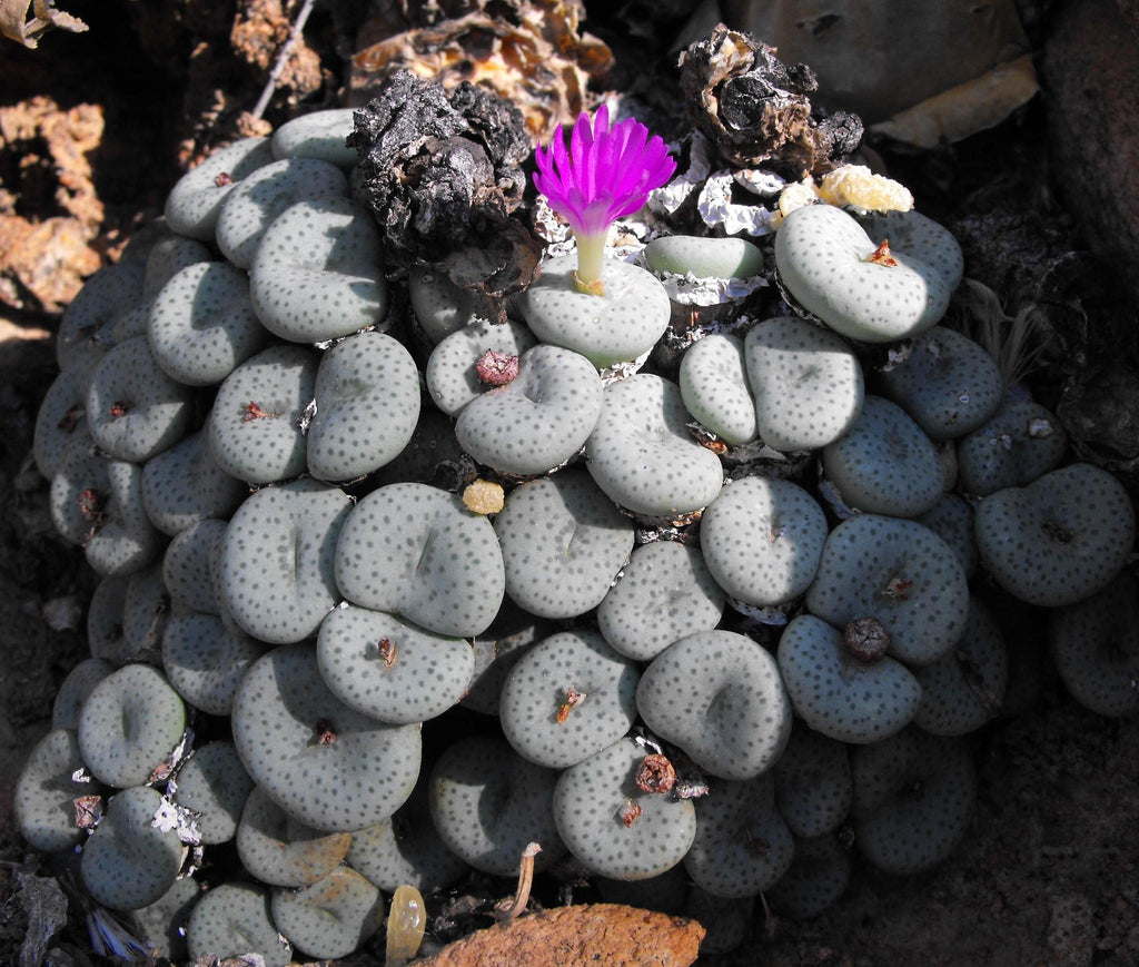 Conophytum Flower seeds for Planting Long Bloom Season, Heirloom & GMO Free Seeds for Home Garden vegetable and garden seeds
