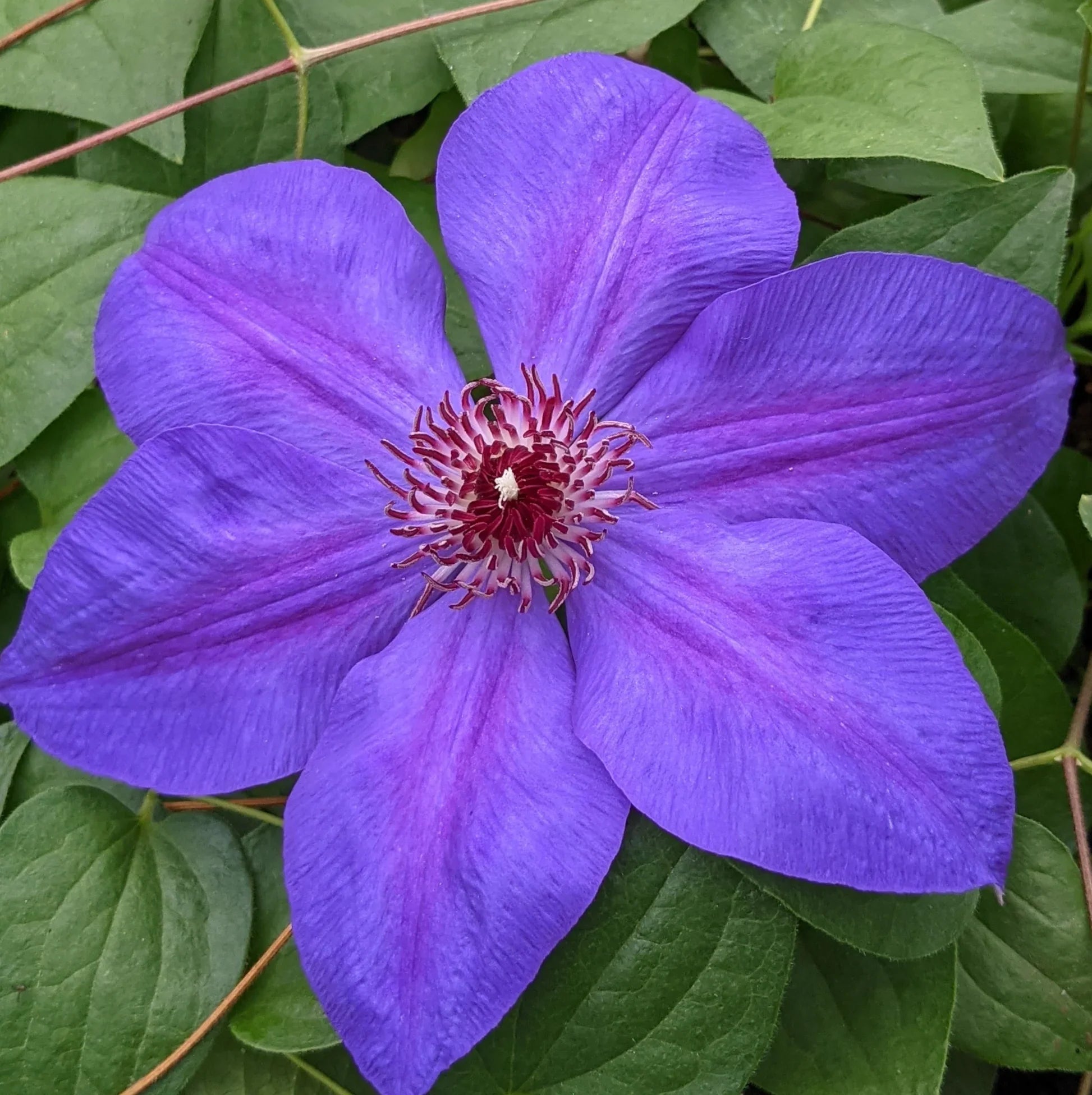 Premium Purple Clematis Flower seeds for Planting Bright Blooms, Heirloom & GMO Free Seeds for Home Garden seeds