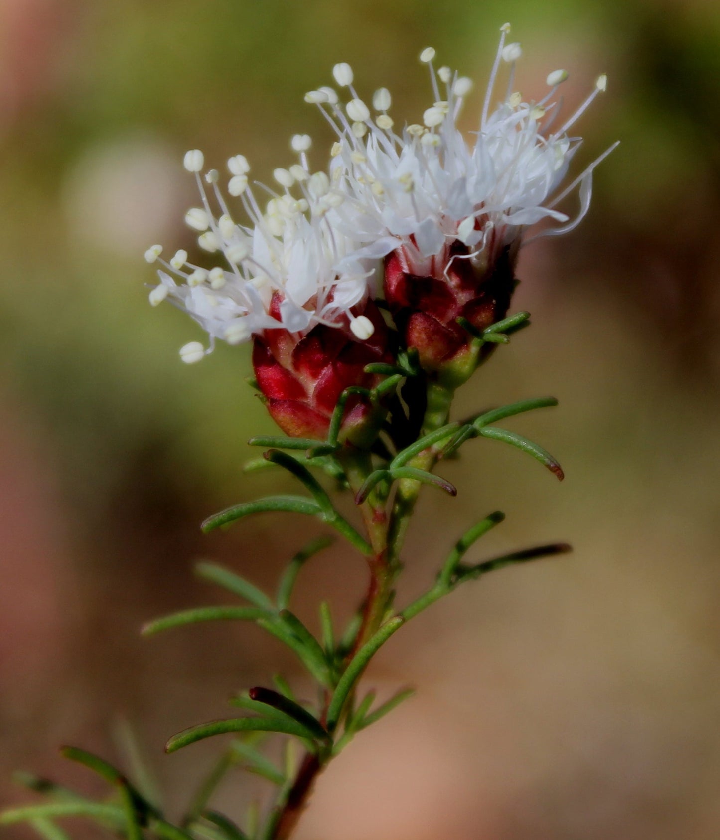 Dalea Pinnata Flower seeds for Planting - Compact Growth, Heirloom & GMO Free Seeds for Home Garden
