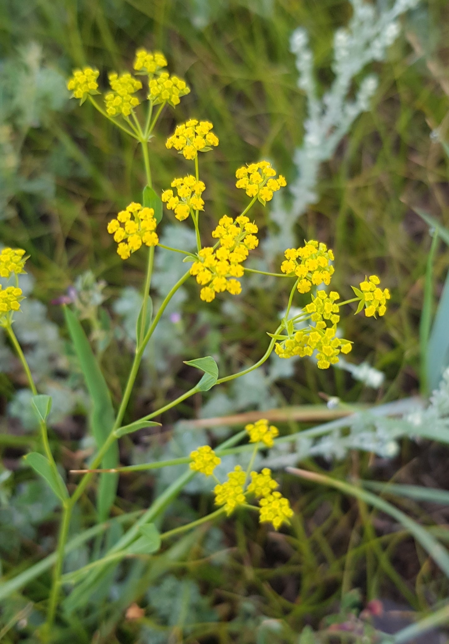 Yellow Thorowax Flower seeds for Planting Cottage Garden Essential, Heirloom & GMO Free Seeds for Home Garden vegetable and garden seeds