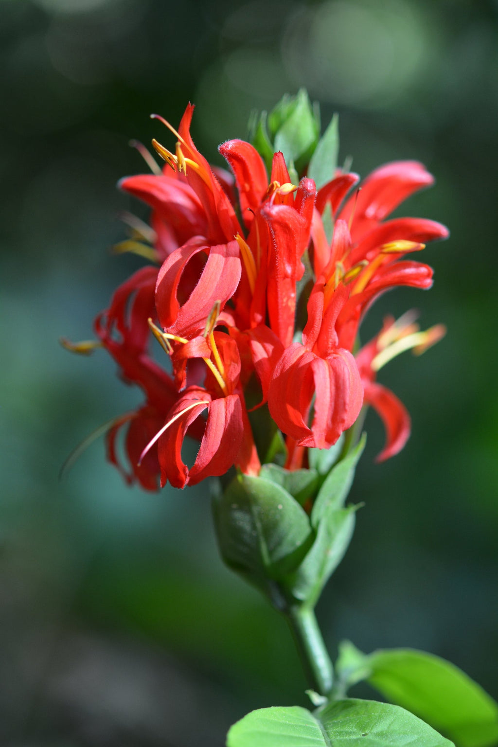 Red Pachystachys Flower seeds for Planting Perfect for Borders, Heirloom & GMO Free Seeds for Home Garden vegetable and garden seeds