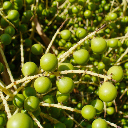 Green Saw Palmetto (Serenoa Repens) American Dwarf Palm Tree Shrub Edible Fruit Sun or Shade Seeds