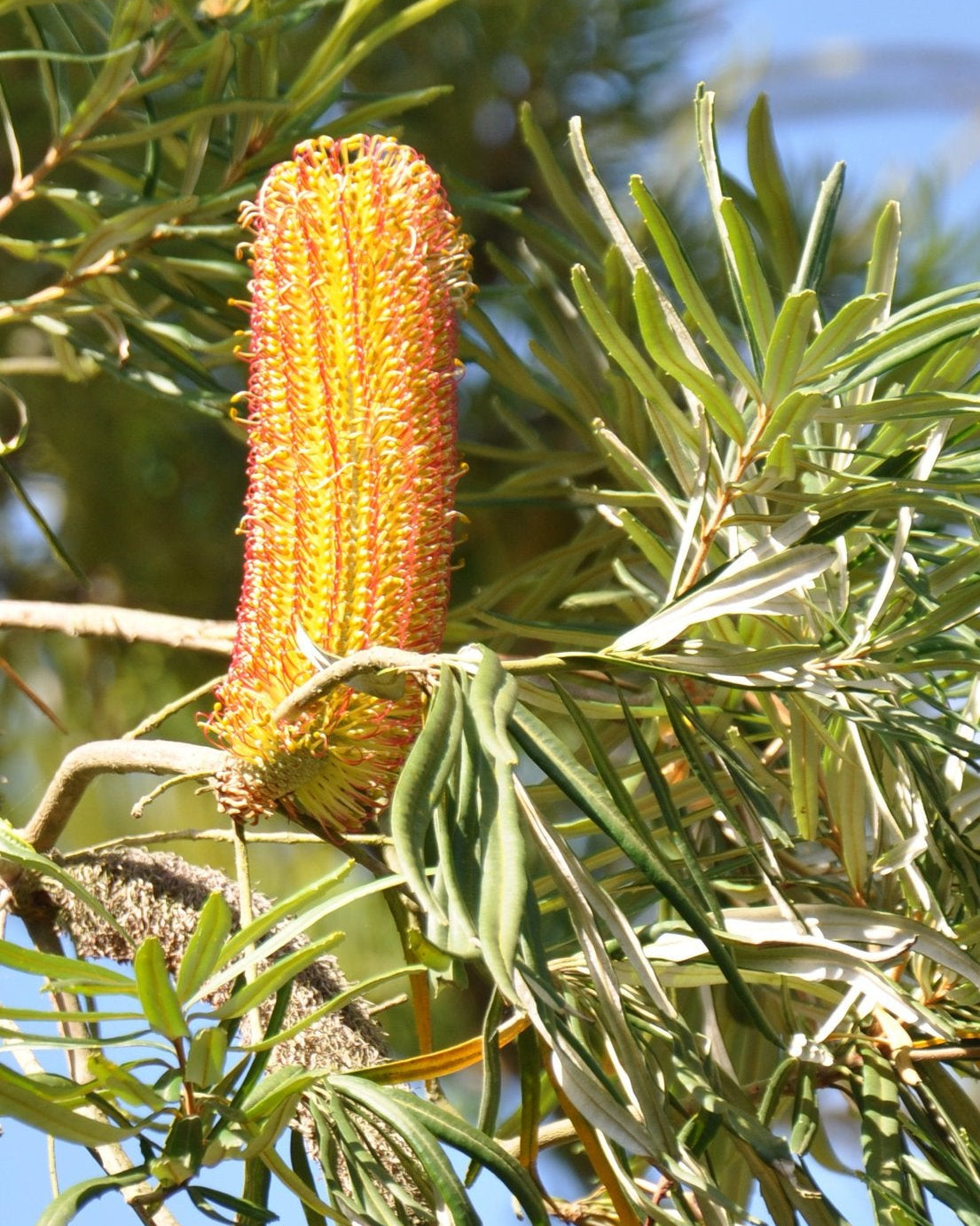 Premium Yellow Banksia Flower seeds for Planting Perfect for Borders, Heirloom & GMO Free Seeds for Home Garden seeds