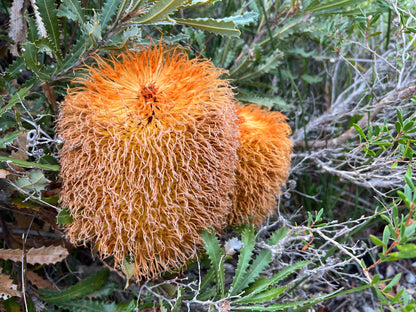 Violet Banksia Flower seeds for Planting, Pollinator Friendly Heirloom & GMO Free Seeds for Home Garden