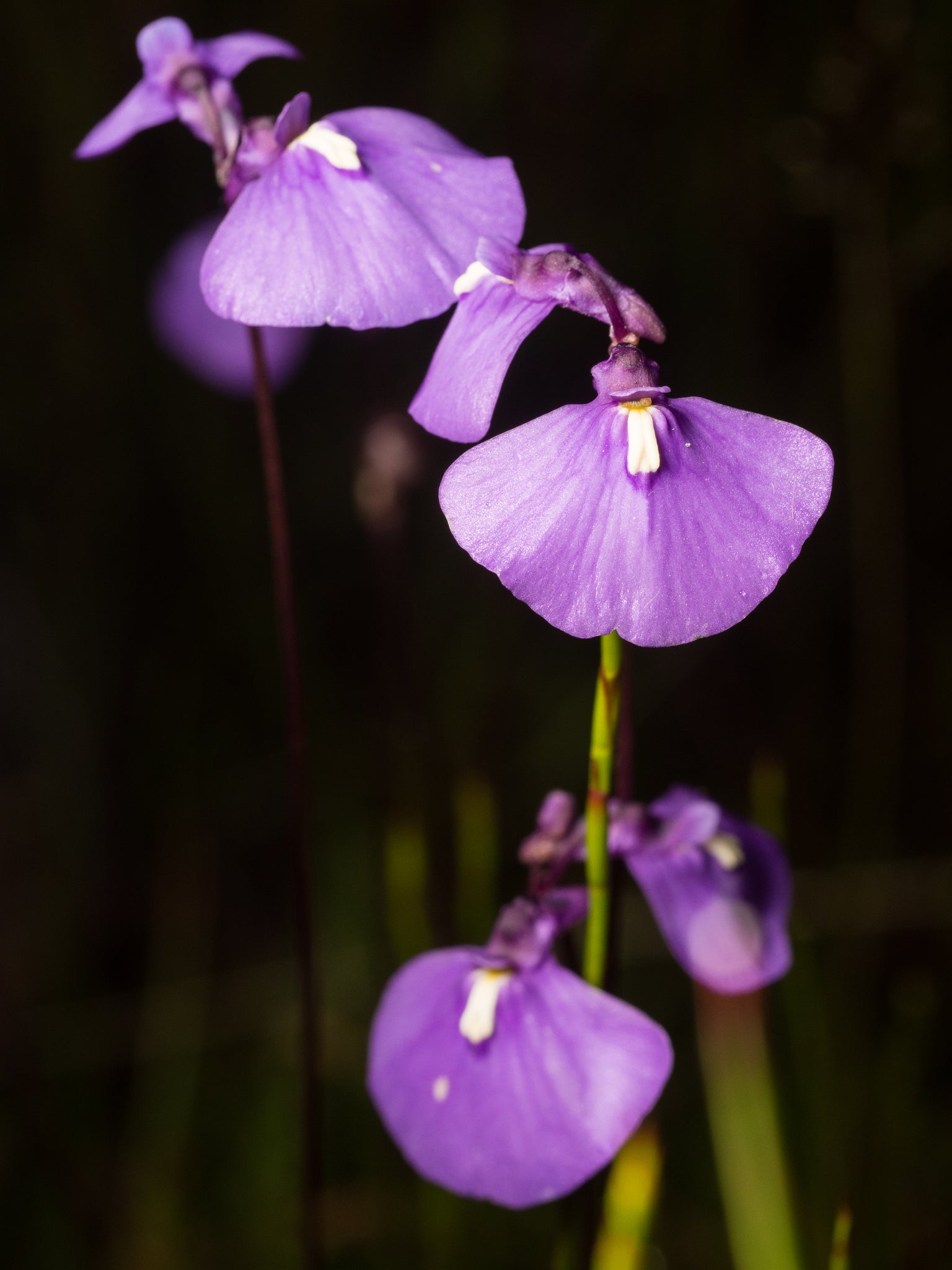 Utricularia Arenaria Flower seeds for Planting Cottage Garden Essential, Heirloom & GMO Free Seeds for Home Garden vegetable and garden seeds